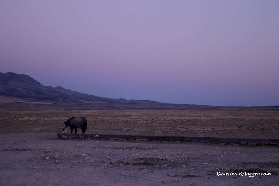 lone horse at the water trough on the pony express trail