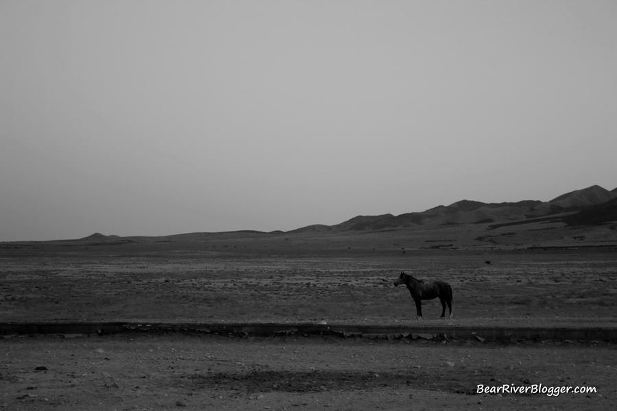 lone horse from the onaqui herd standing near the water trough.