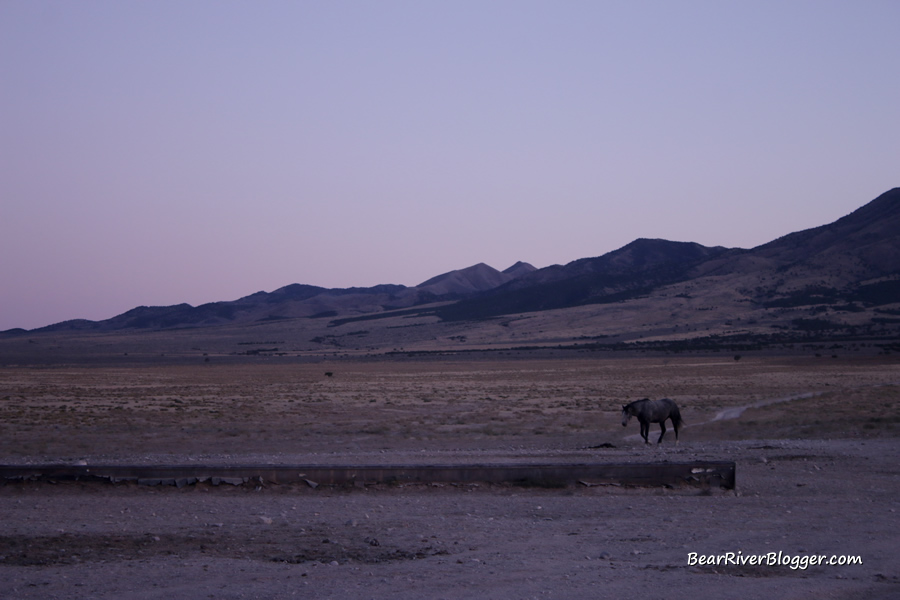 lone wild horse coming to a water trough on the pony express tail