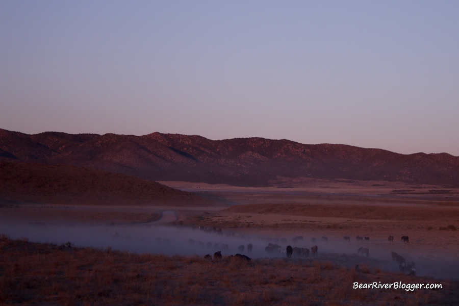 part of the onaqui herd of wild horses leaving for the mountains.