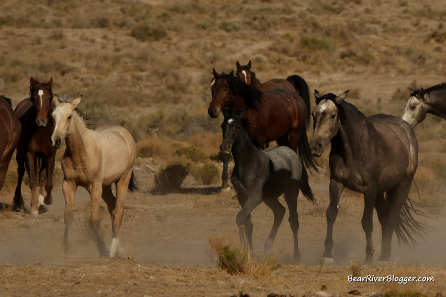 onaqui herd of wild horses