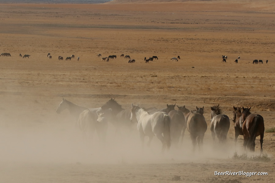 onaqui wild horses
