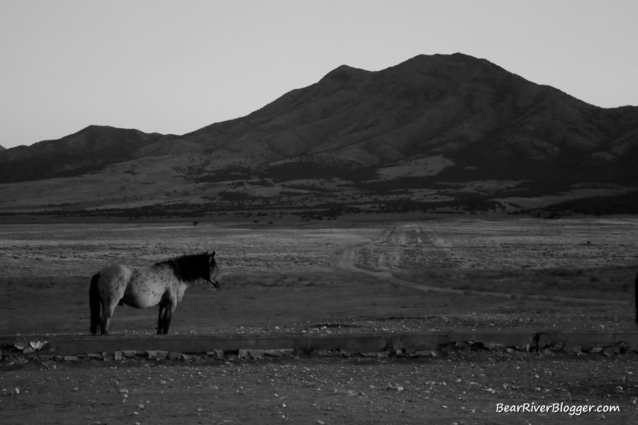 single horse at pony express trail water trough