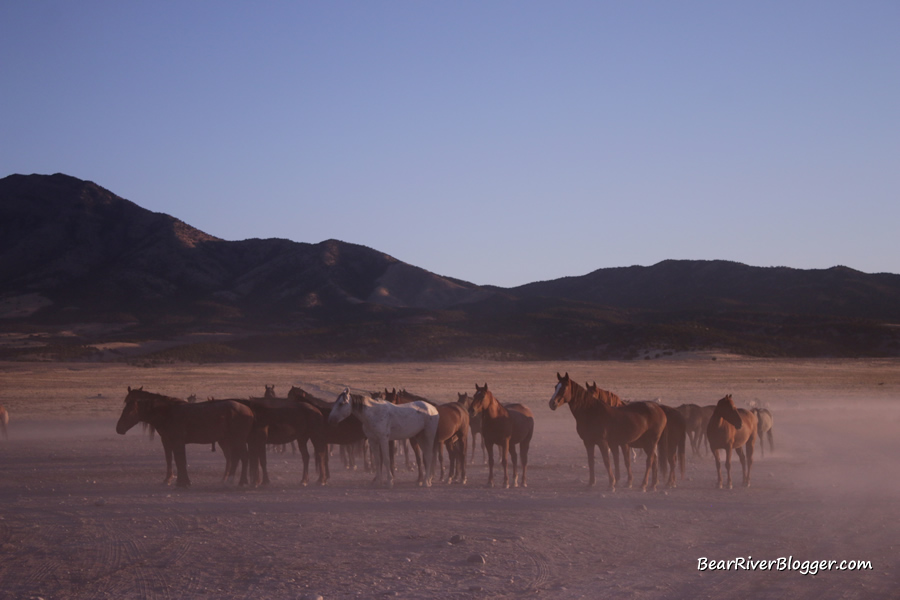 small group of horses from the onaqui herd waiting to water.