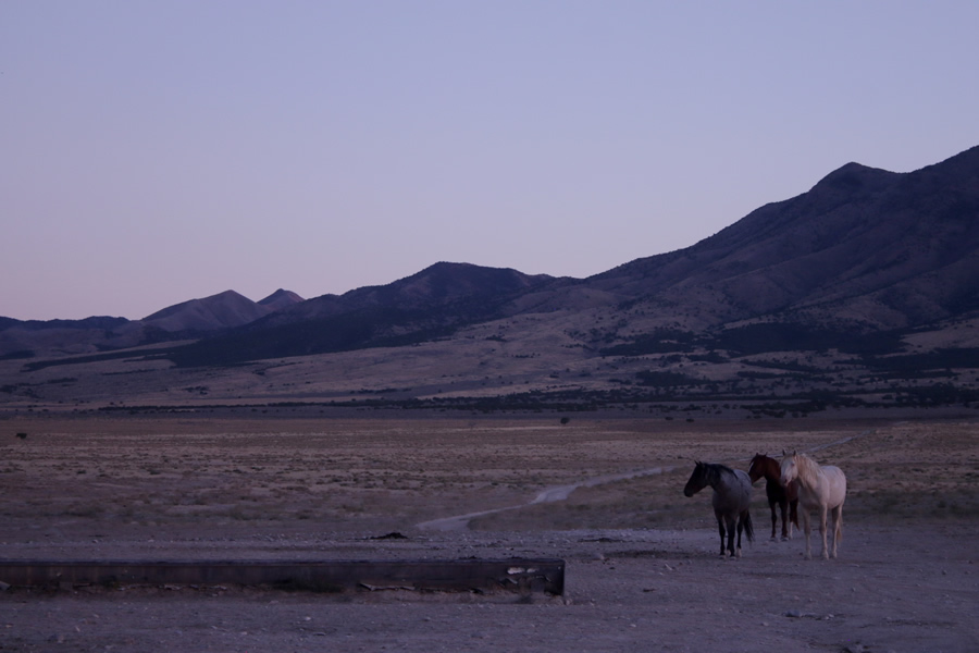 three wild horses waiting to drink at the trough on the pony express trail