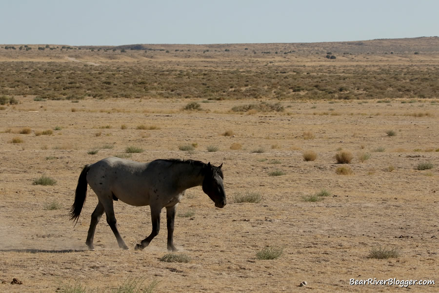 wild horse heading for simpsons springs