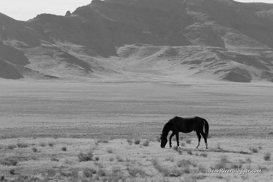 wild horse on the pony express trail from the onaqui herd