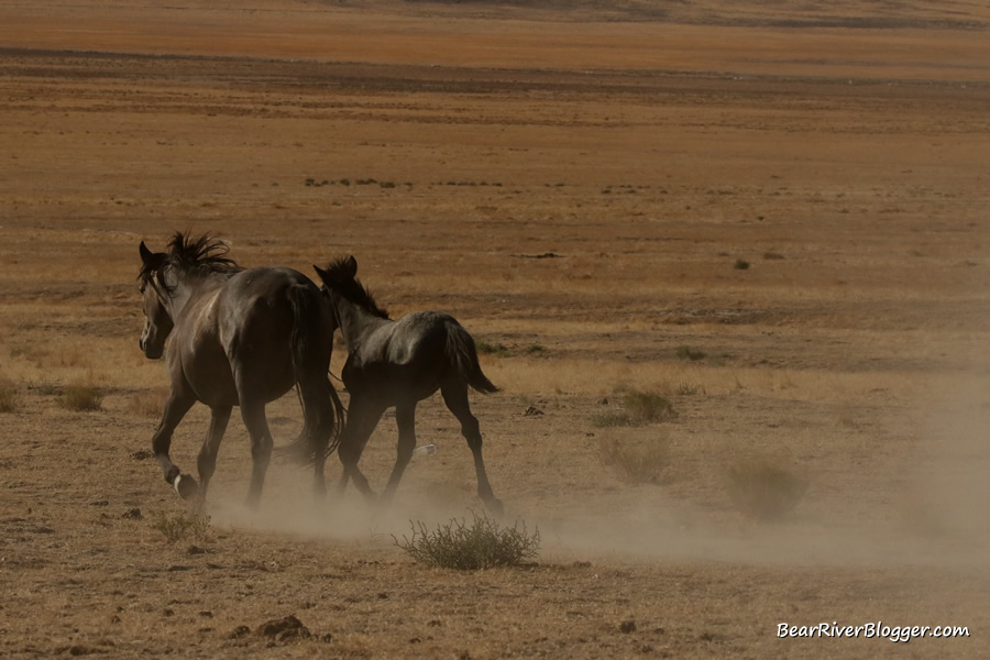 wild horses near simspons springs