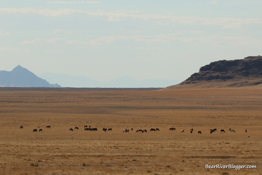 the Onaqui wild horse herd on the desert floor near the pony express trail.