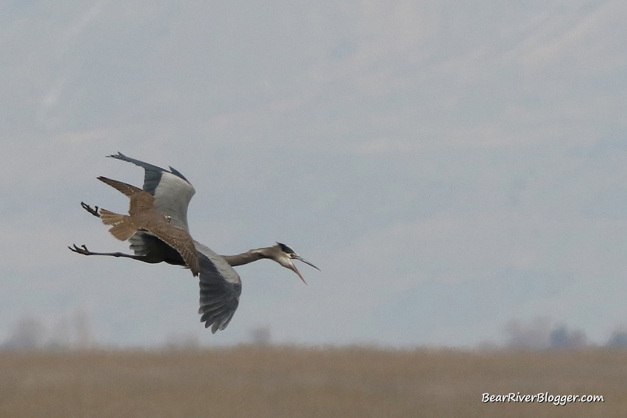 Prairie falcon chasing a great blue heron