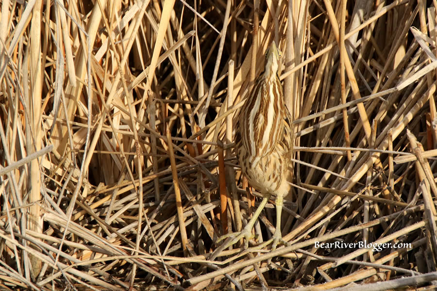 american bittern in cattails