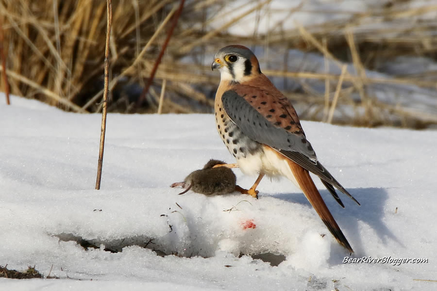 an American kestrel after catching a mouse.