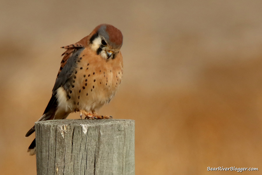 American kestrel sitting on a fence post.