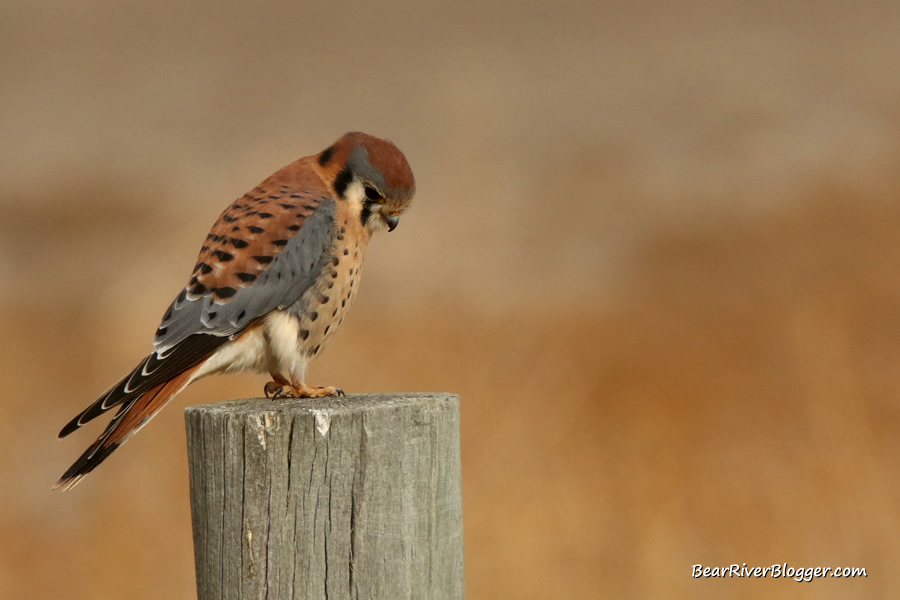 American kestrel perched on a fence post.