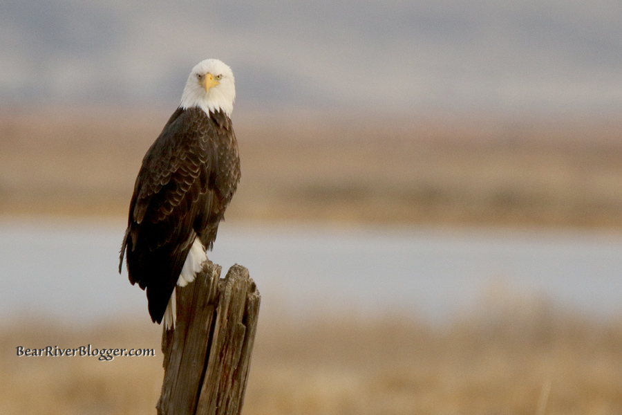 bald eagle sitting on a post on the bear river migratory bird refuge