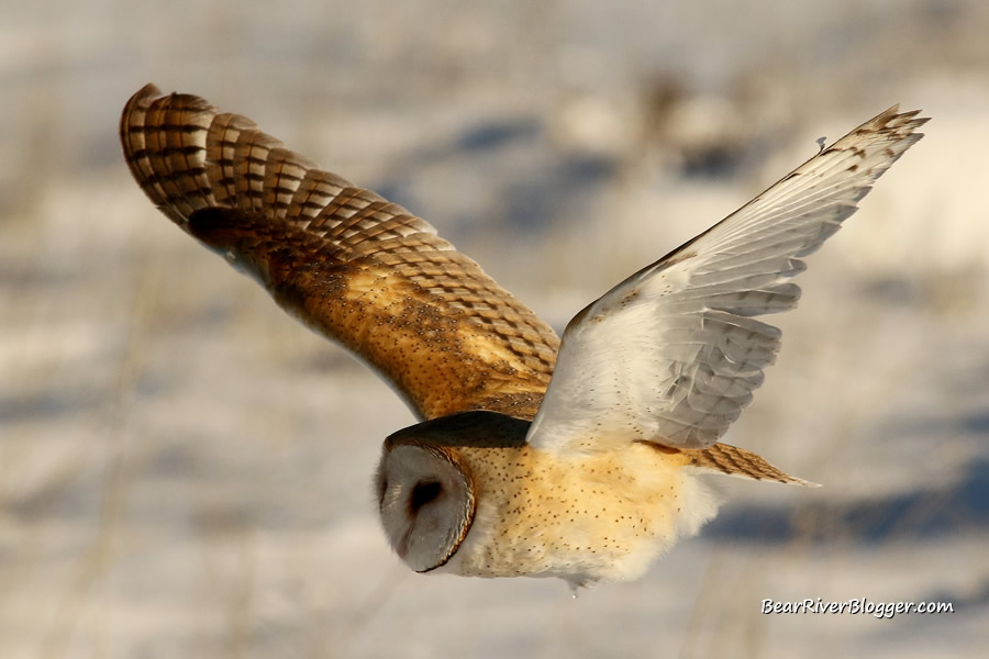 barn owl in flight