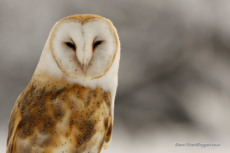 barn owl on the bear river bird refuge