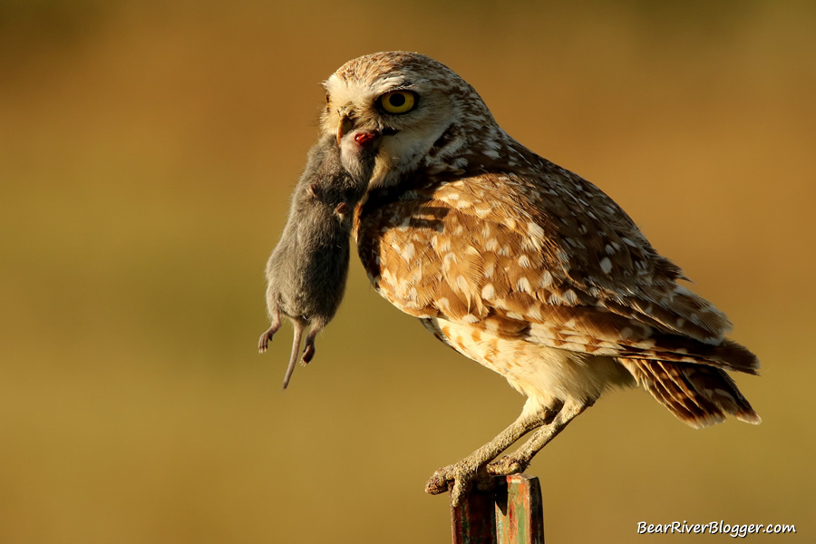 burrowing owl holding a rodent