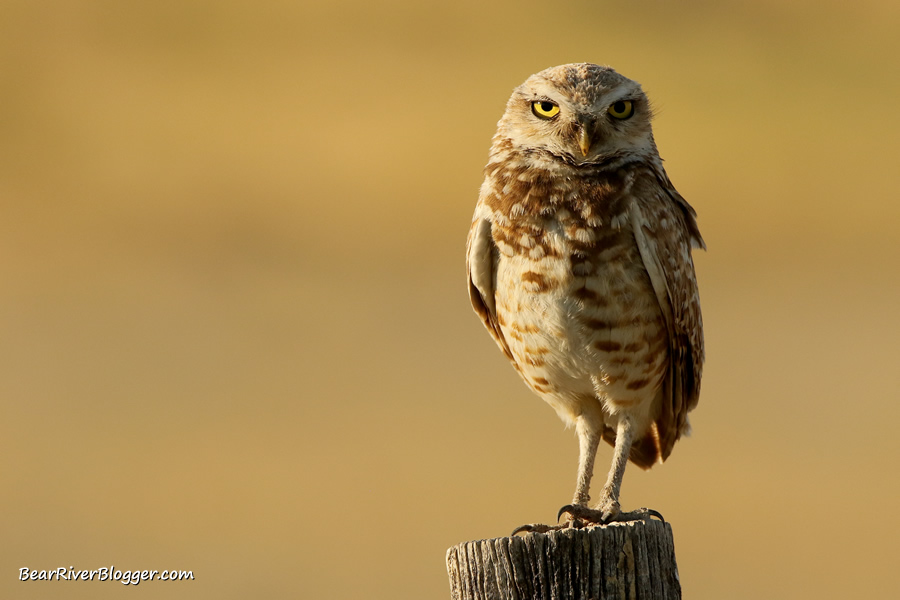 burrowing owl on a fence post