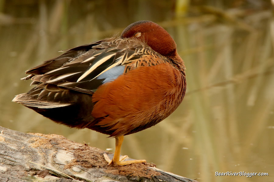 male cinnamon teal sleeping on a log