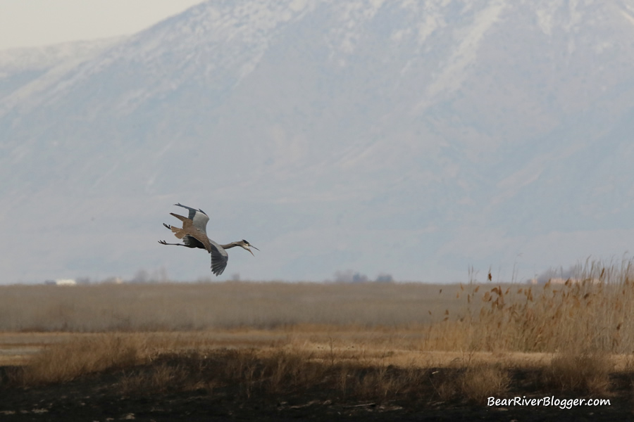 A falcon nearly catching a great blue heron in flight.