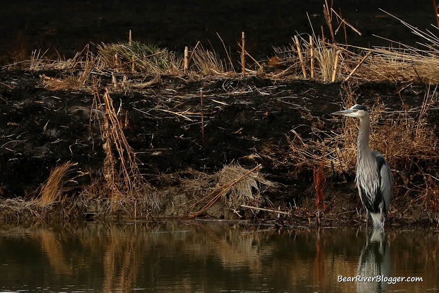 A great blue heron standing along the edge of a canal.