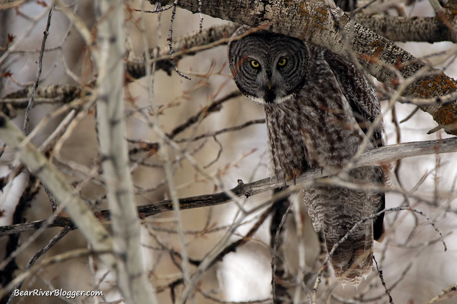 great gray owl perched in a tree