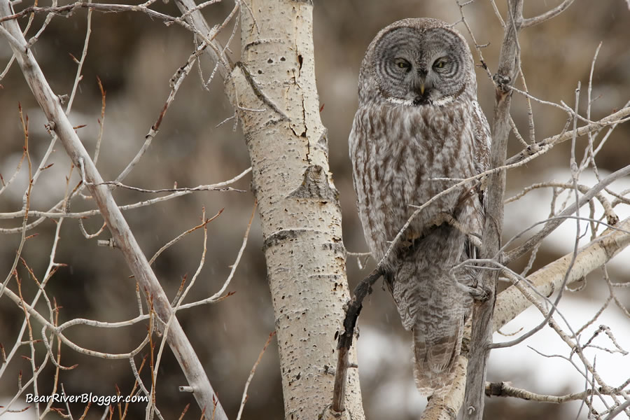 great gray owl perched in a tree
