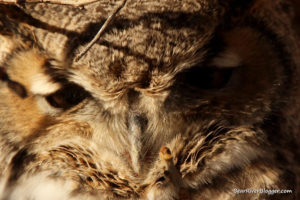 close up of a great horned owl