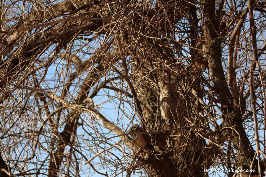 great horned owl in a large tree
