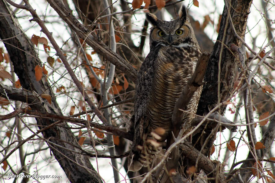 great horned owl perched in a tree.