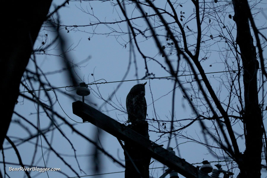 great horned owl sitting on a power pole at dusk.
