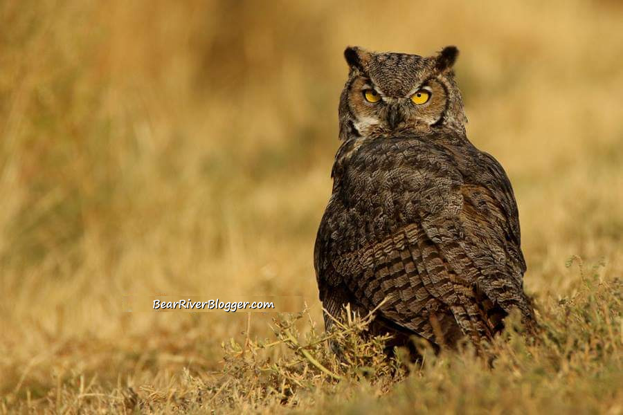 great horned owl sitting on the ground on the bear river migratory bird refuge