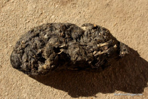 owl pellet