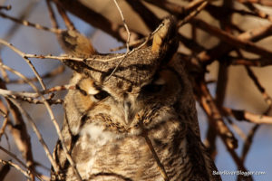great horned owl in a tree