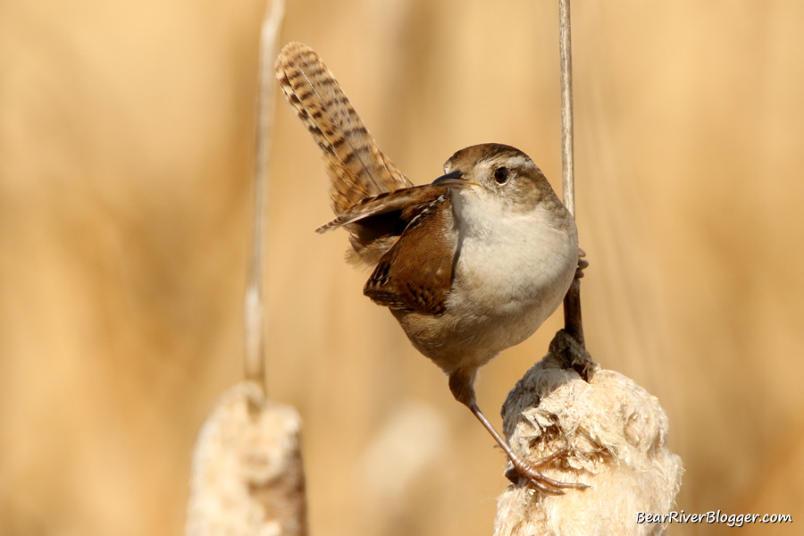 marsh wren singing on a cattail