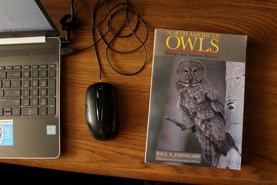 north american owls book