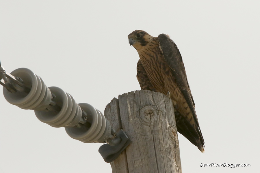 peregrine falcon sitting atop a telephone pole.