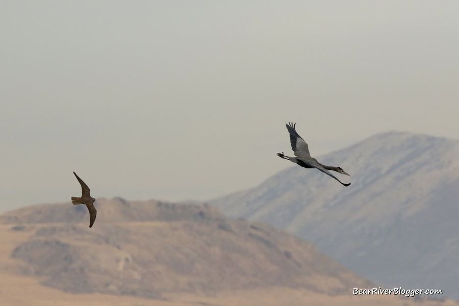 prairie falcon chasing a great blue heron on the bear river migratory bird refuge