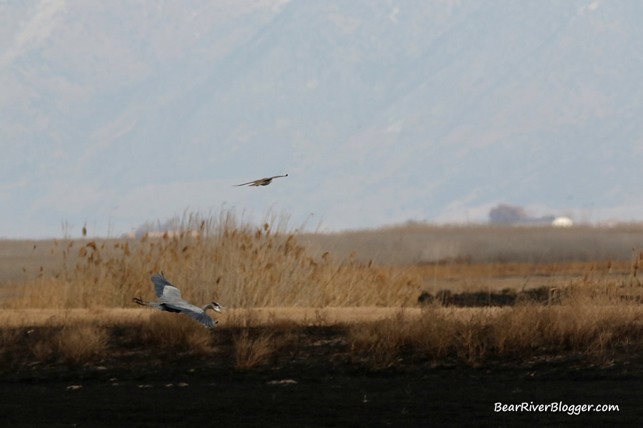 a prairie falcon giving up on the chase on a great blue heron.