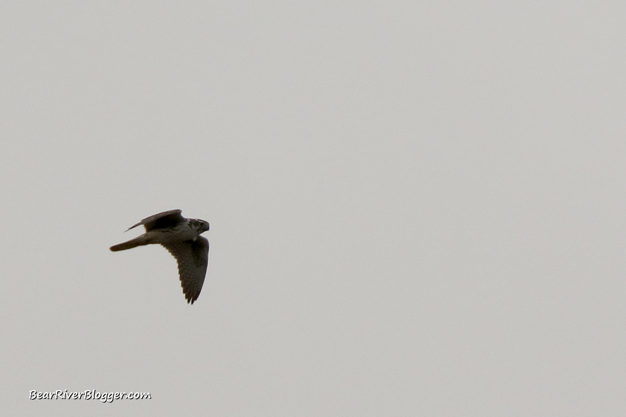 prairie falcon flying above the bear river migratory bird refuge wetlands.