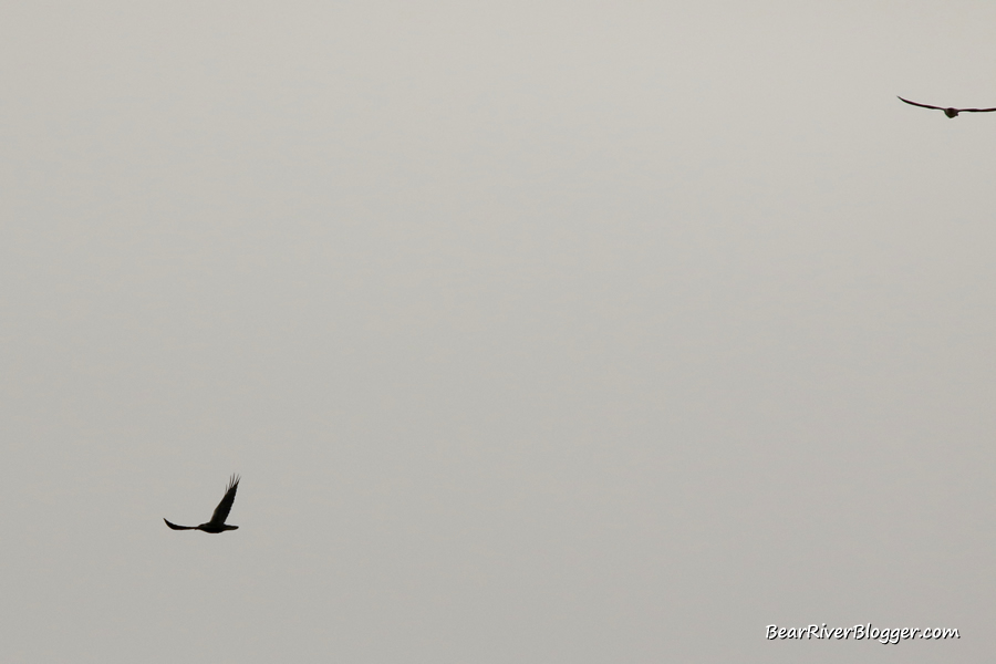 prairie falcon chasing a raven 
