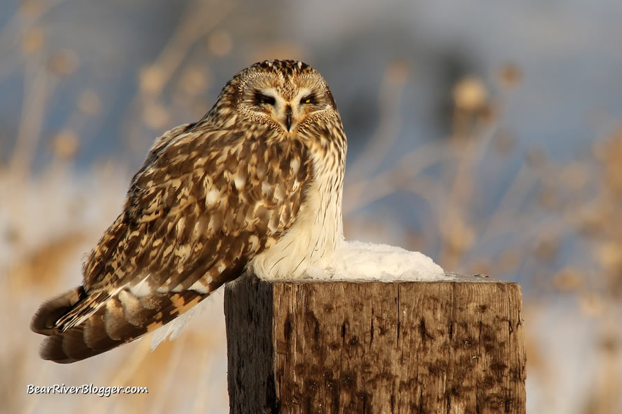 short-eared owl sitting on a fence post