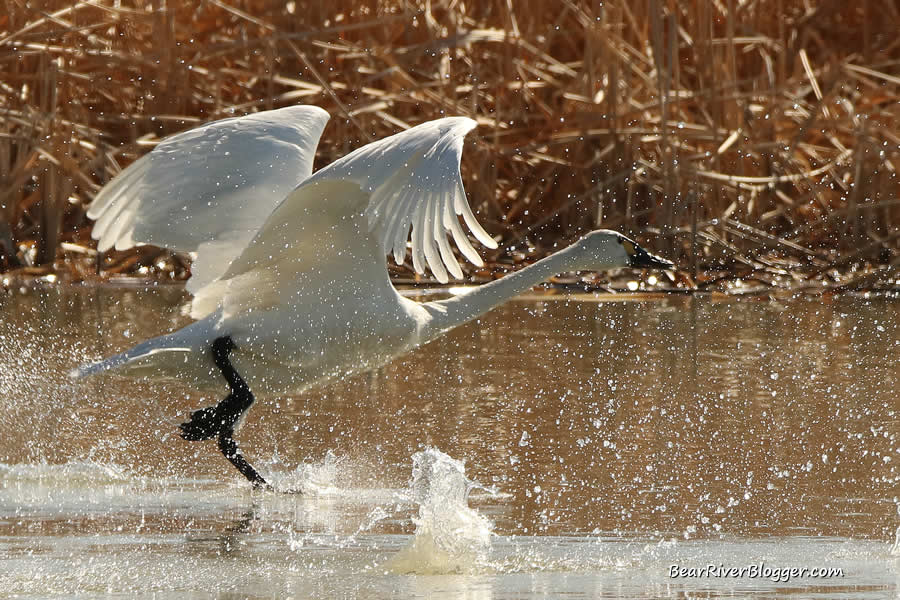 tundra swan taking off from the water