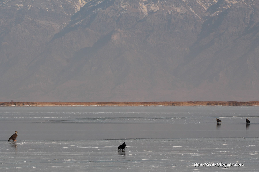 three bald eagles and two crows sitting on the ice on the bear river migratory bird refuge
