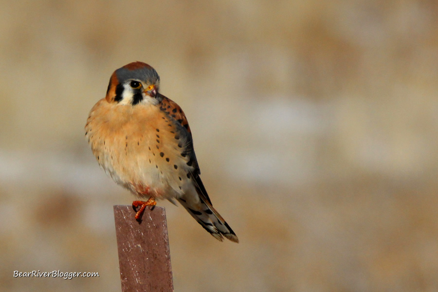 American kestrel sitting on a post