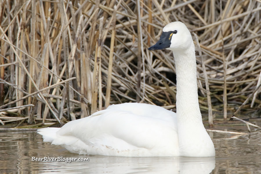 tundra swan on the water on the bear river migratory bird refuge