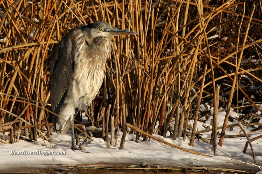 great blue heron standing on some ice