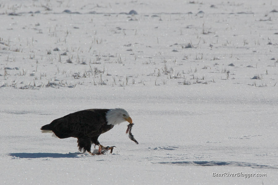 bald eagle standing on the ice eating