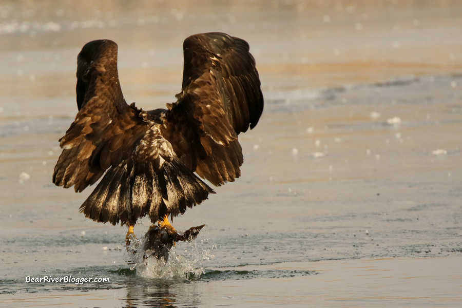 immature bald eagle hunting for pied-billed grebes